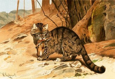 野猫 作者 Wilhelm Kuhnert