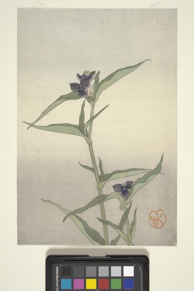 花卉研究，c.1908（彩色木版画） 作者 威廉明娜西格米勒