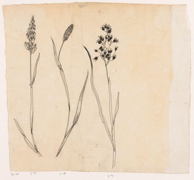 香草、梯牧草和蜜草 作者 威廉·温克巴赫