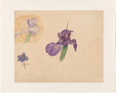 Studies van een iris en ridderspoor 作者 威廉·范·科尼宁堡