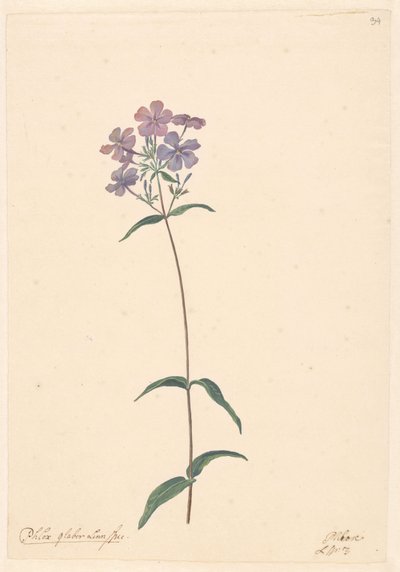 凤仙花枝 作者 威廉·范·莱恩（归因于）