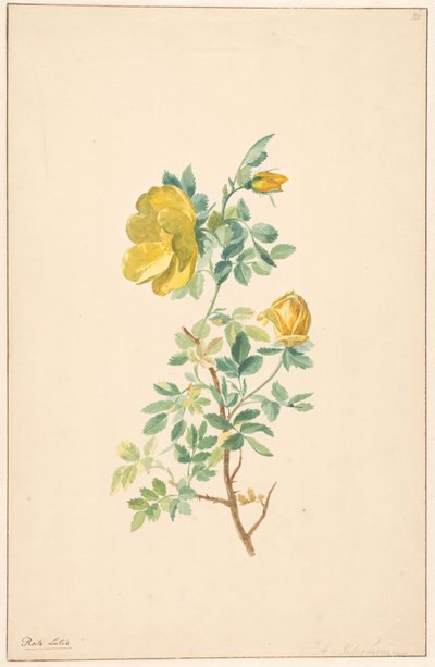 黄玫瑰（Rosa Lutea）枝条 作者 威廉·范·莱恩（归因于）