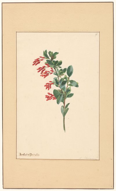 酸梅枝 作者 威廉·范·莱恩（归因于）