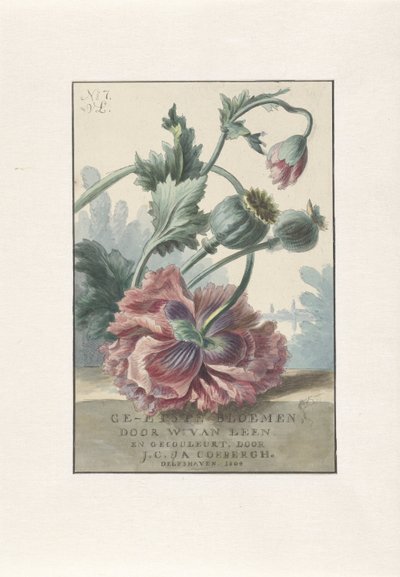罂粟花
标题印刷品：W. van Leen 和 J.C.  J.A. Coebergh，蚀刻花卉，1804 年 作者 JC科伯格