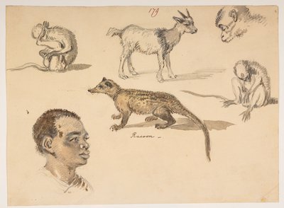 f.65 179 人头、浣熊、山羊和猴子，选自马戛尔尼勋爵于 1792 年至 1794 年间出使中国期间绘制的 372 幅风景、海岸线、服饰和日常生活画册（纸面铅笔和水彩画） 作者 威廉·亚历山大