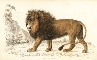 非洲狮，Panthera leo。 易受伤害的。 ,1834（雕刻） 作者 威廉·亚历山大·福布斯