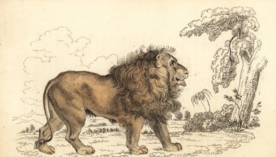 亚洲狮，濒临灭绝，Panthera leo leo。 ,1834（雕刻） 作者 威廉·亚历山大·福布斯
