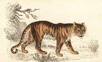孟加拉虎，Panthera tigris tigris.，1834 年（雕刻） 作者 威廉·亚历山大·福布斯