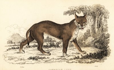 加拿大猞猁，Lynx canadensis.，1834 年（雕刻） 作者 威廉·亚历山大·福布斯