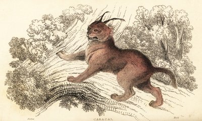 狞猫，狞猫，1834 年（雕刻） 作者 威廉·亚历山大·福布斯
