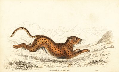 猎豹，Achinonyx jubatus，1834 年（雕刻） 作者 威廉·亚历山大·福布斯