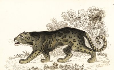 云豹，Neofelis nebulosa，1834 年（雕刻） 作者 威廉·亚历山大·福布斯