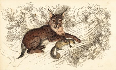 欧亚猞猁，Lynx lynx.，1834 年（雕刻） 作者 威廉·亚历山大·福布斯