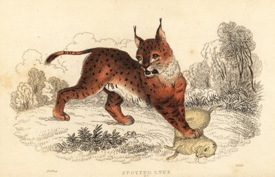 欧亚猞猁，Lynx lynx.，1834 年（雕刻） 作者 威廉·亚历山大·福布斯