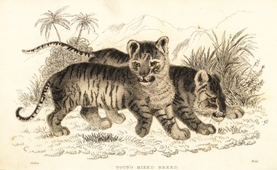 狮子和老虎的杂交幼崽。 ,1834（雕刻） 作者 威廉·亚历山大·福布斯