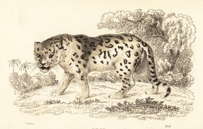 捷豹，Panthera onca.，1834 年（雕刻） 作者 威廉·亚历山大·福布斯