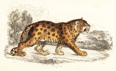 捷豹，Panthera onca.，1834 年（雕刻） 作者 威廉·亚历山大·福布斯