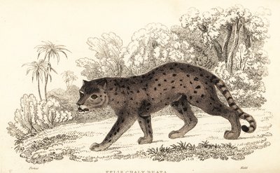 美洲豹，美洲狮，1834 年（雕刻） 作者 威廉·亚历山大·福布斯