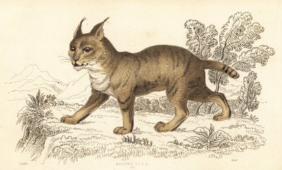 丛林猫，Felis chaus.1834年（雕刻） 作者 威廉·亚历山大·福布斯