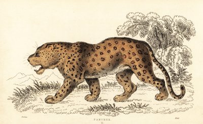 豹，Panthera pardus，脆弱。，1834 年（雕刻） 作者 威廉·亚历山大·福布斯