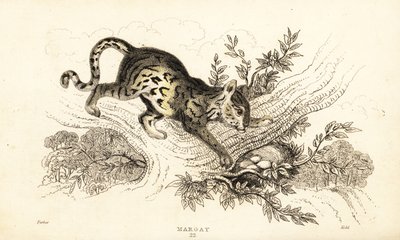 Margay, Leopardus wiedii.,1834 (雕刻) 作者 威廉·亚历山大·福布斯