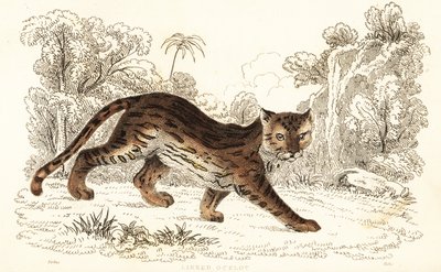 Margay，Leopardus wiedii catenata.,1834（雕刻） 作者 威廉·亚历山大·福布斯