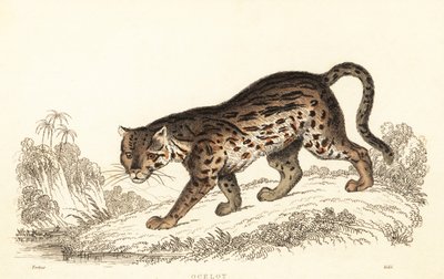 豹猫，Leopardus pardalis.，1834 年（雕刻） 作者 威廉·亚历山大·福布斯