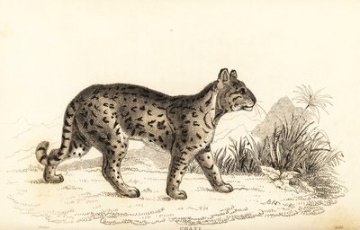 Ocelot, Leopardus pardalis mitis.1834年（雕刻） 作者 威廉·亚历山大·福布斯