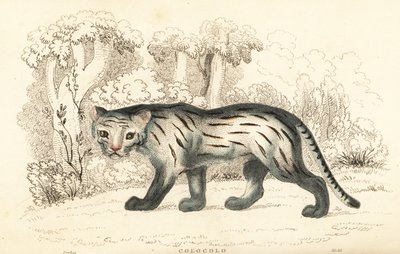 潘帕斯猫或潘塔纳尔猫，Leopardus colocola。 ,1834（雕刻） 作者 威廉·亚历山大·福布斯