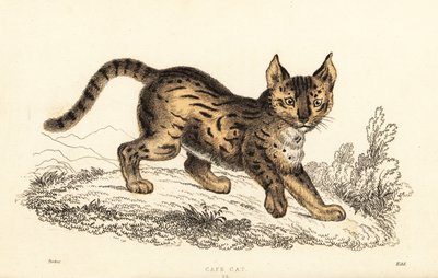 薮猫，Leptailurus serval，1834 年（雕刻） 作者 威廉·亚历山大·福布斯