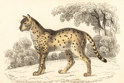薮猫，Leptailurus serval.，1834 年（雕刻） 作者 威廉·亚历山大·福布斯