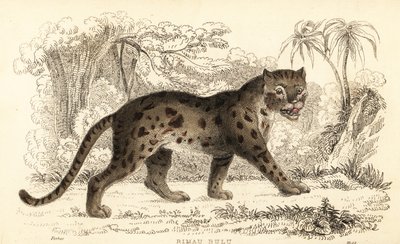 巽他豹猫，Prionailurus bengalensis subsp.1834年（雕刻） 作者 威廉·亚历山大·福布斯