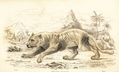 白虎，Panthera tigris tigris。濒危。1834年（雕刻） 作者 威廉·亚历山大·福布斯