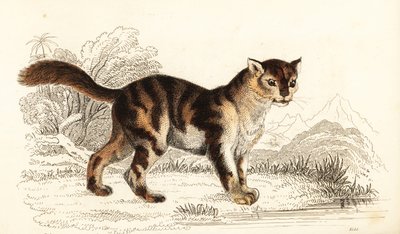 来自南美洲的野生龟甲猫，Felis catus。 ,1834（雕刻） 作者 威廉·亚历山大·福布斯