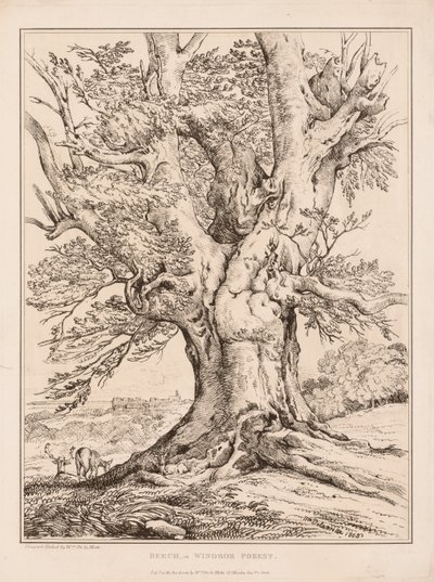 山毛榉在温莎森林，1805年。 作者 威廉·阿尔弗雷德·德拉莫特