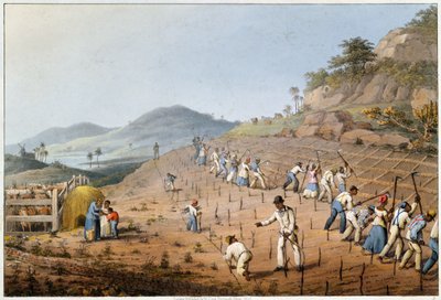 安提瓜岛十景》中的 "分割土地 作者 威廉·克拉克