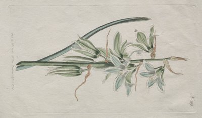 展示的植物杂志或花圃：  伯利恒之星 作者 威廉·柯蒂斯