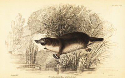 鸭嘴兽，Ornithorhynchus anatinus.，1841 年（雕刻） 作者 威廉·迪克斯
