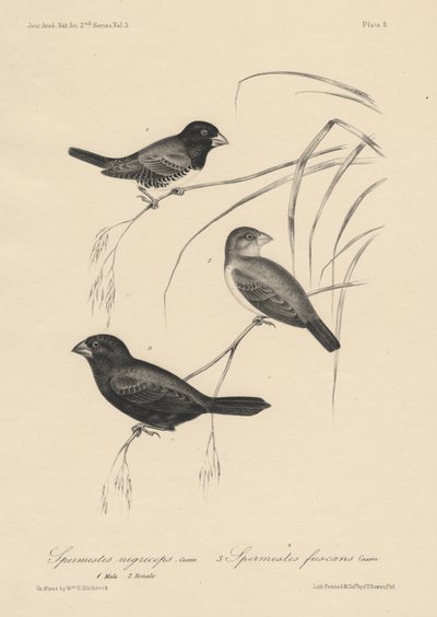 Spermestes Nigriceps（男性和女性）和Spermestes Fuscans，Litho由JT Bowen，1850年 作者 威廉·希区柯克