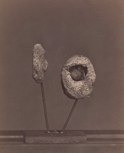 切除的膝关节。右侧股骨内髁有一颗圆形火枪弹[Gardin..., 1866-67. 作者 威廉·贝尔