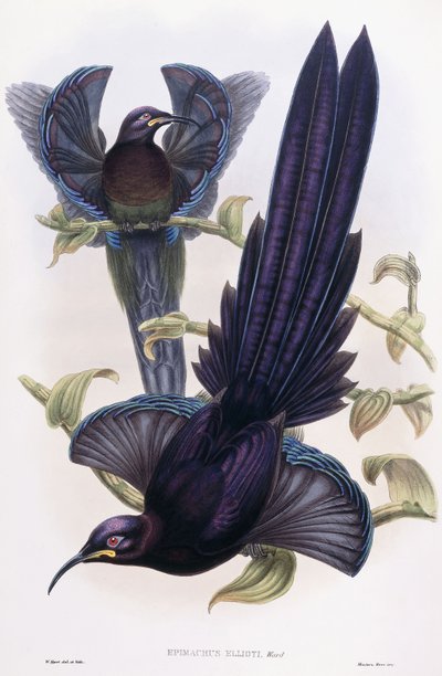 埃德玛库斯·埃利奥提（Epimachus Ellioti），病房，约1891-1898年 作者 威廉·哈特