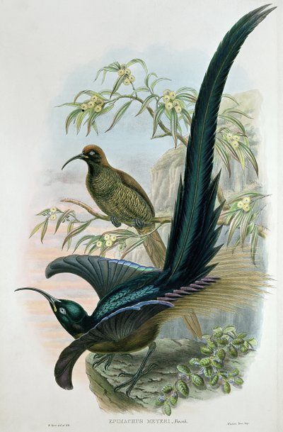 Epimachus Meyeri 作者 威廉·哈特