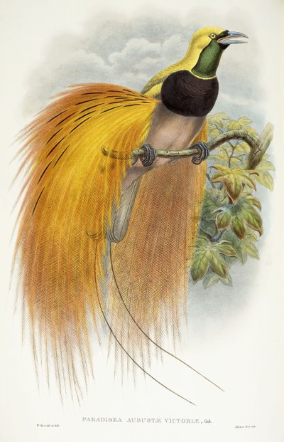 Paradisea奥古斯塔维多利亚，1891年至1898年 作者 威廉·哈特