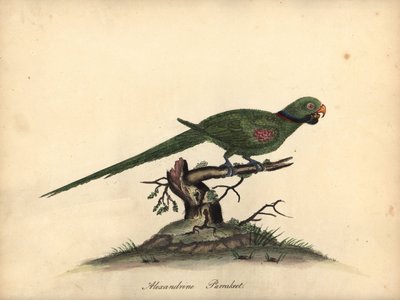 亚历山大鹦鹉，Psittacula eupatria。(Psittacus alexandri) 威廉-海斯（William Hayes）根据《奥斯特利公园珍奇鸟类肖像》中的一幅插图绘制的手工彩色铜版画。 作者 威廉·海斯