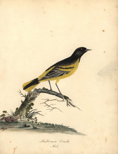 巴尔的摩黄莺，黄黄鹂。 （巴尔的摩黄莺，Oriolus baltimore）Matilda Hayes 手绘插图铜版雕刻，出自 William Hayes 的《伦敦奥斯特利公园动物园稀有和好奇鸟类肖像》：Bulmer 作者 威廉·海斯