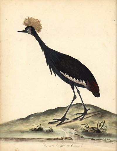 黑冠鹤，Balearica pavonina。(Ardea pavonina）。易危。威廉-海斯（William Hayes）和他的孩子 C 的手绘铜版画插图，选自《奥斯特里公园珍稀奇特鸟类肖像》（伦敦：Bulmer）。 作者 威廉·海斯