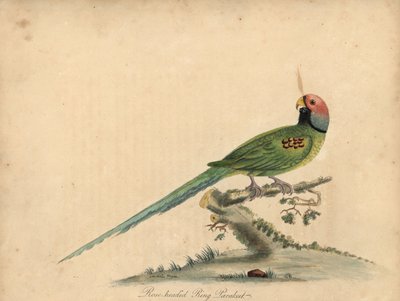 花头鹦鹉，Psittacula roseata。(玫瑰头环鹦鹉）威廉-海斯和他的女儿玛蒂尔达-海斯的手工彩色铜版画插图，选自威廉-海斯的《奥斯特博物馆珍稀奇特鸟类肖像》。 作者 威廉·海斯