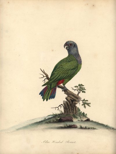 蓝头鹦鹉（Pionus menstruus）。(Psittacus menstruus) 玛蒂尔达-海斯（Matilda Hayes）为威廉-海斯（William Hayes）的《奥斯特利公园珍奇鸟类肖像》绘制的插图的手工彩色铜版画。 作者 威廉·海斯