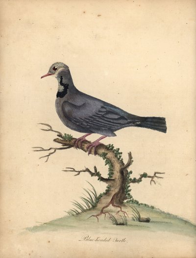 蓝头鹌鹑，Starnoenascyanocephala。 濒危。 （蓝头龟或鸽子，Columbacyanocephala）威廉·海斯 (William Hayes) 的手绘铜版插图，来自奥斯特利 P 动物园的稀有和好奇的鸟类肖像 作者 威廉·海斯