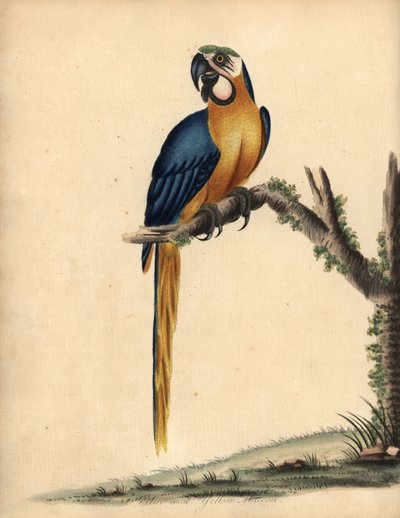 蓝色和黄色金刚鹦鹉，Ara ararauna。 （蓝色和黄色金刚鹦鹉，Psittacus ararauna）威廉·海耶斯（William Hayes）手绘插图铜版雕刻，来自伦敦奥斯特利公园动物园的稀有和好奇鸟类肖像：布尔默 作者 威廉·海斯